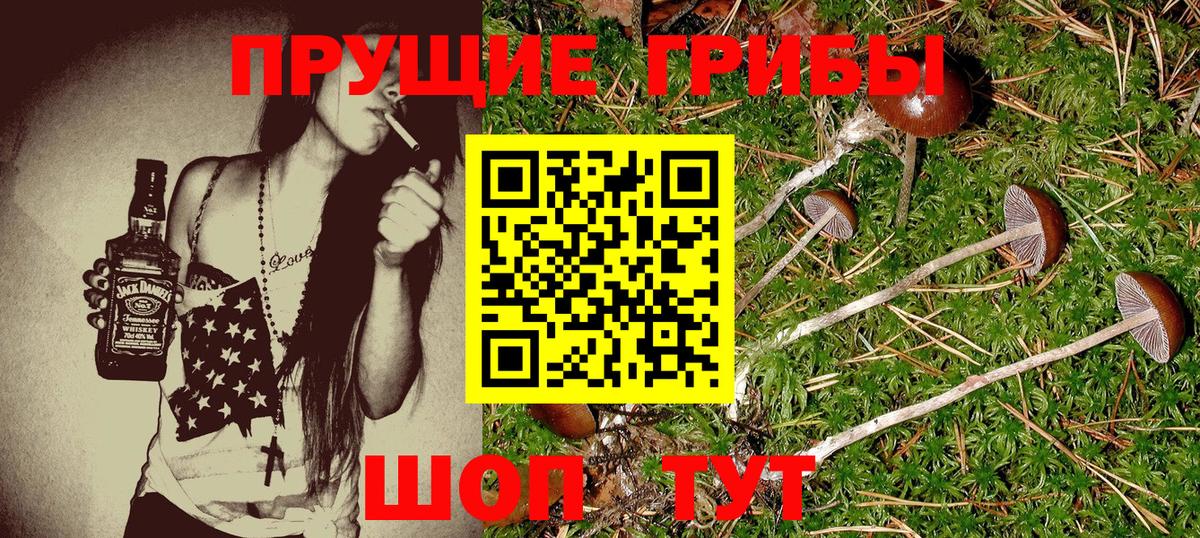 Псилоцибиновые грибы мицелий Урус-Мартан